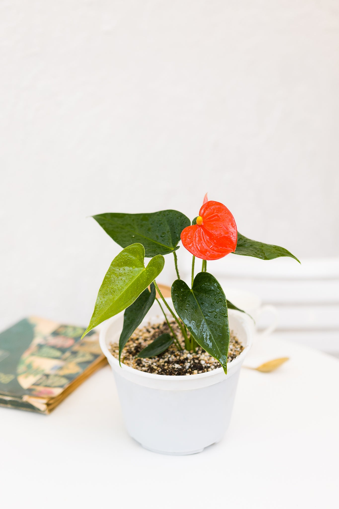 Anturio con flor (Anthurium Andreanum) - Imagen 9