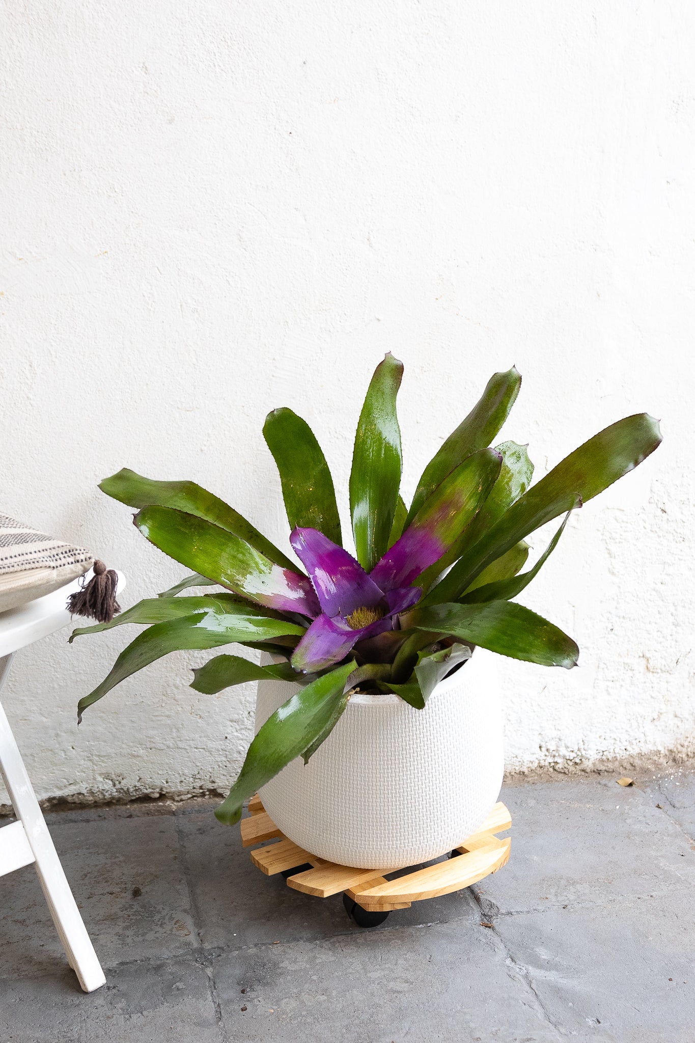 Bromelia - Imagen 9