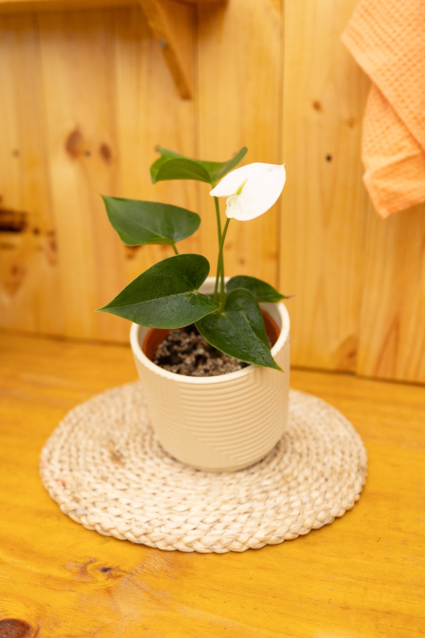 Anturio con flor (Anthurium Andreanum) - Imagen 7