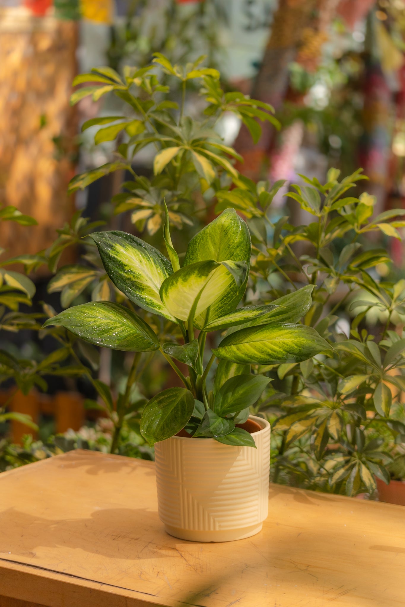 Dieffenbachia Amoena - Imagen 2
