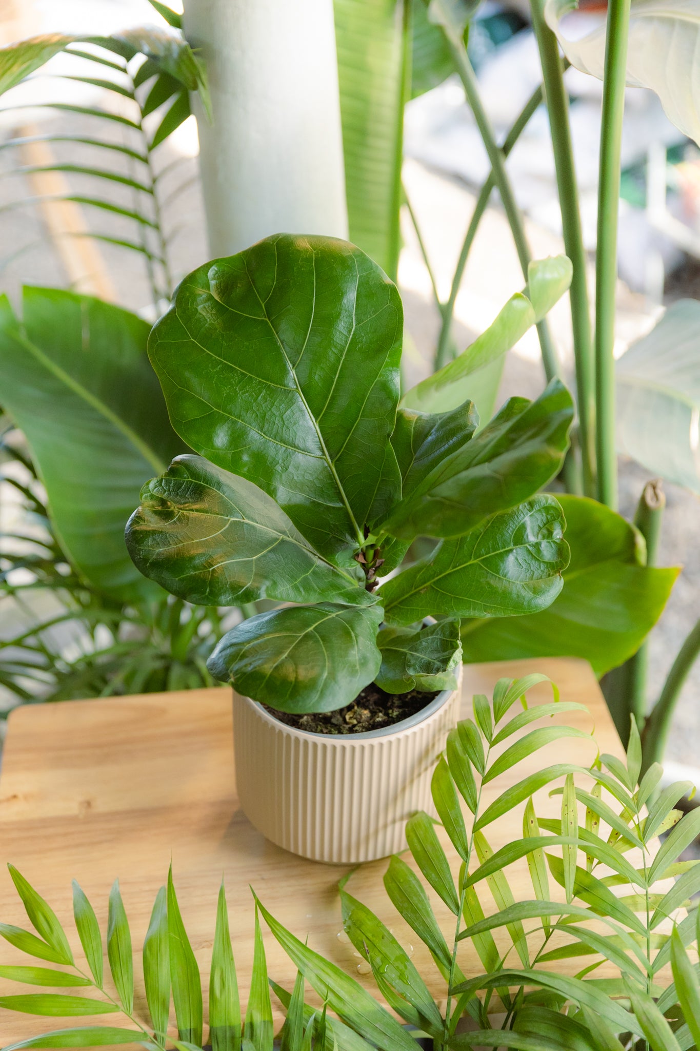 Ficus Lyrata - Imagen 4