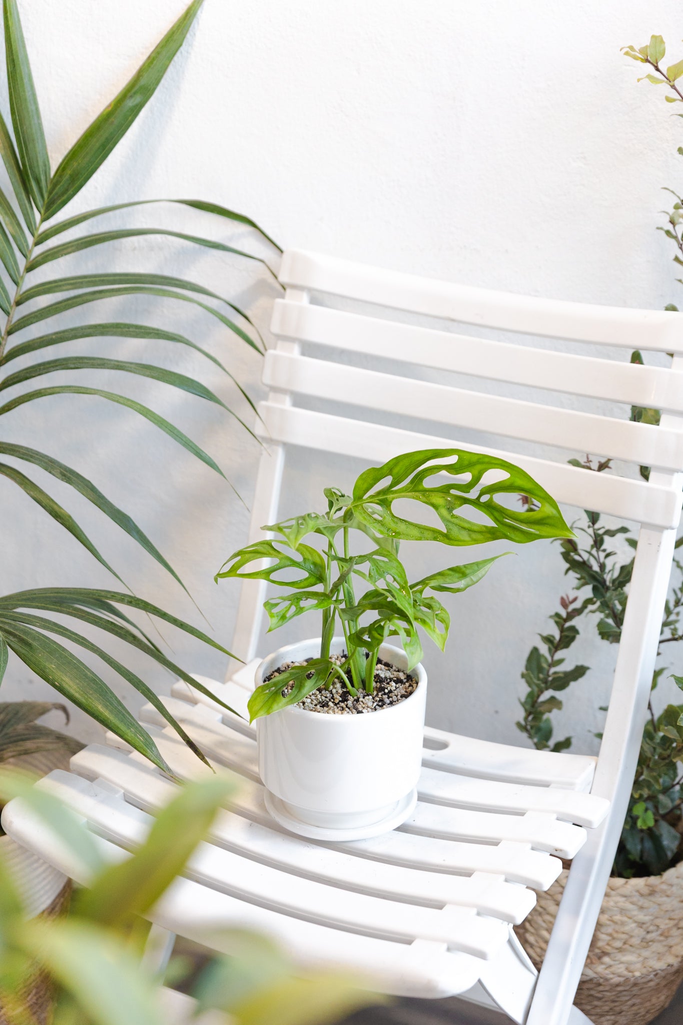 Monstera Adansonii - Imagen 2