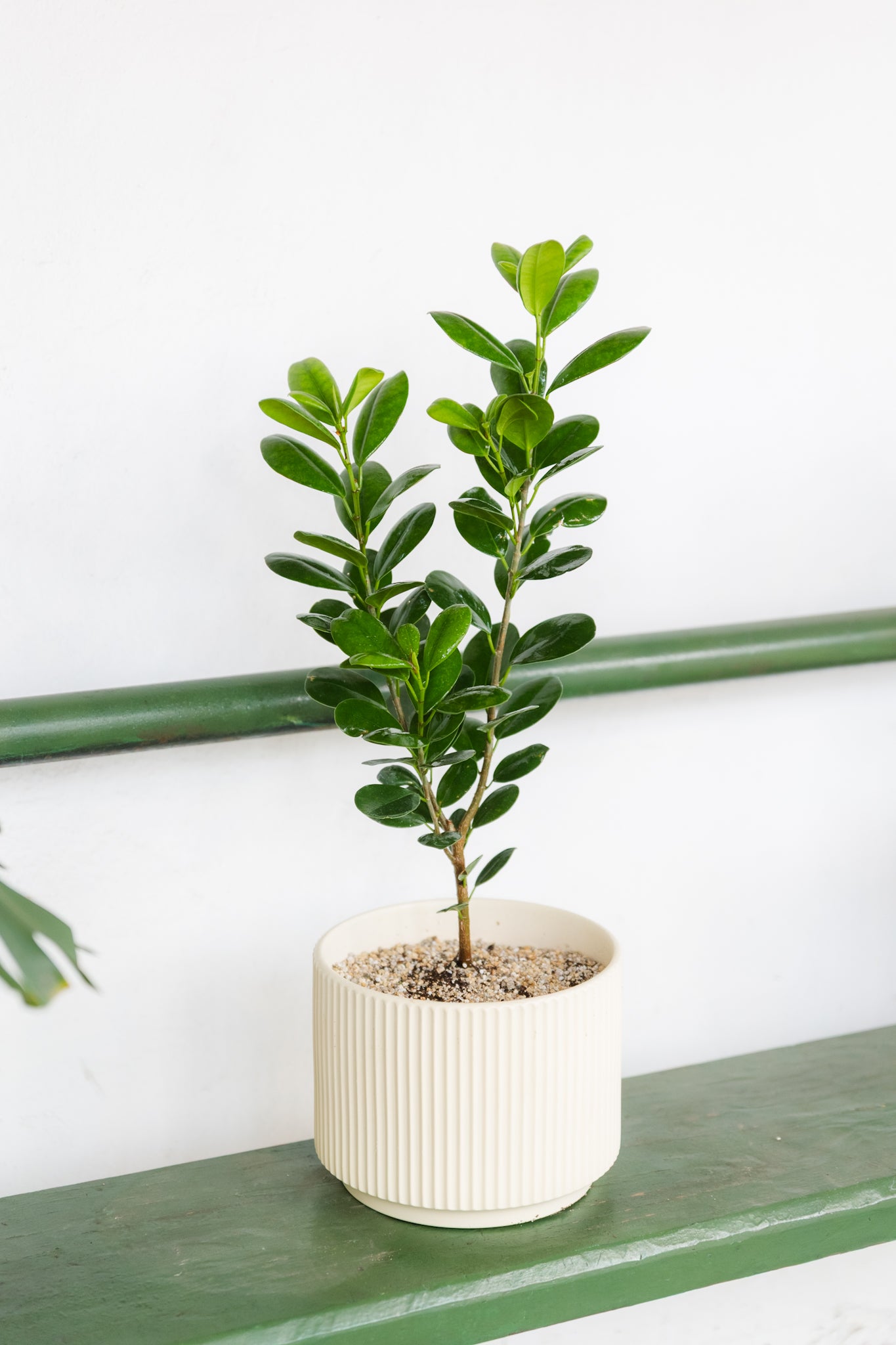 Ficus Moclame - Imagen 4