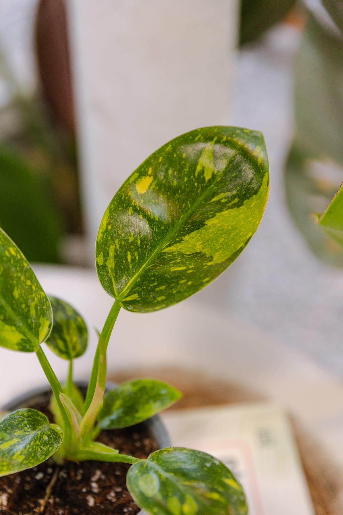 Filodendro Congo Hybrid Variegado - Imagen 2
