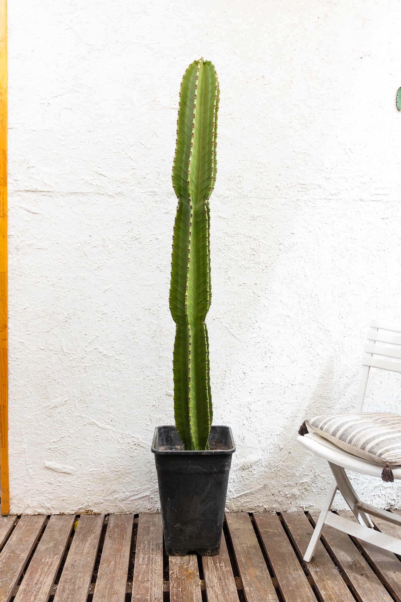 Cactus Euphorbia - Imagen 4