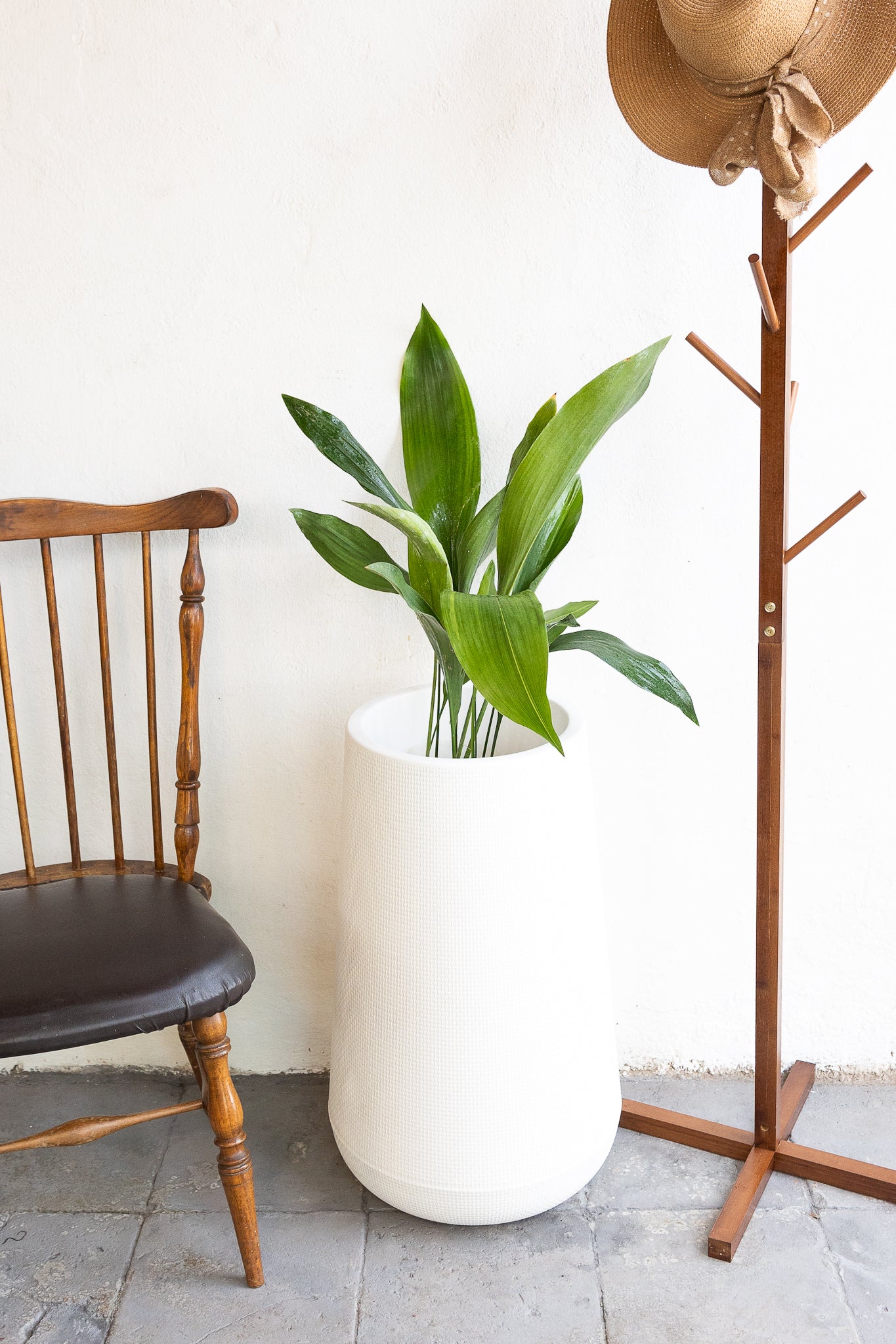 Aspidistra - Imagen 2
