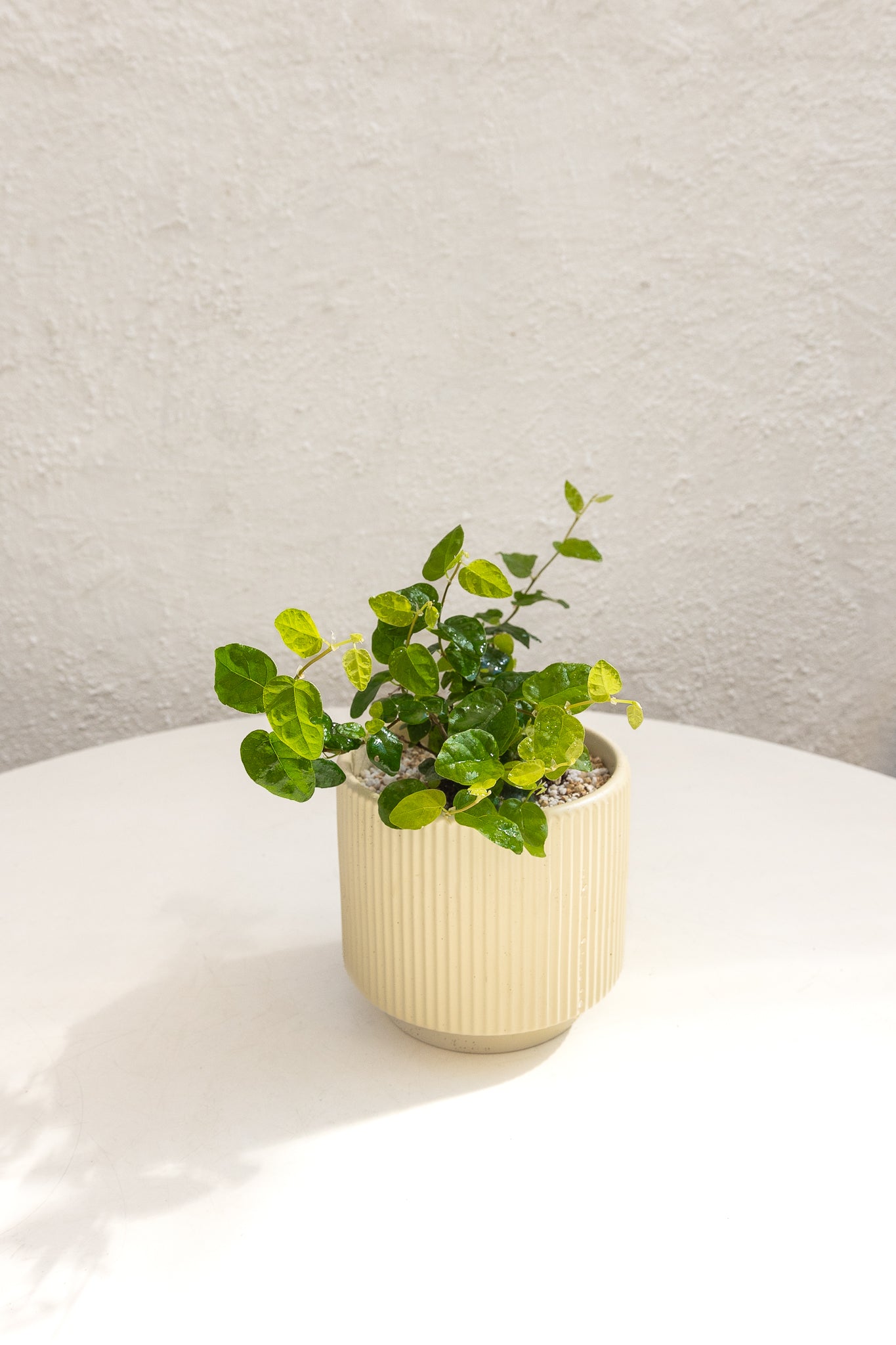 Ficus Repens - Imagen 3