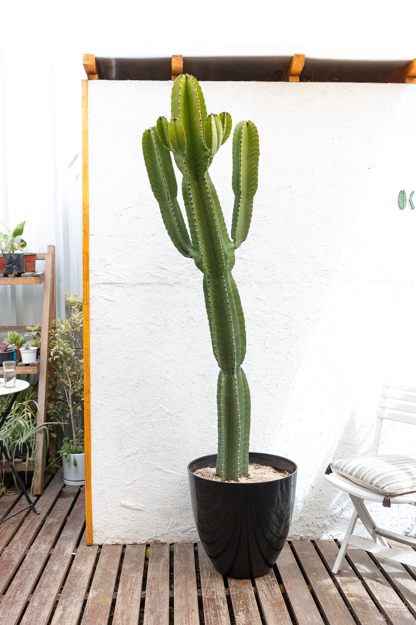 Cactus Euphorbia - Imagen 3