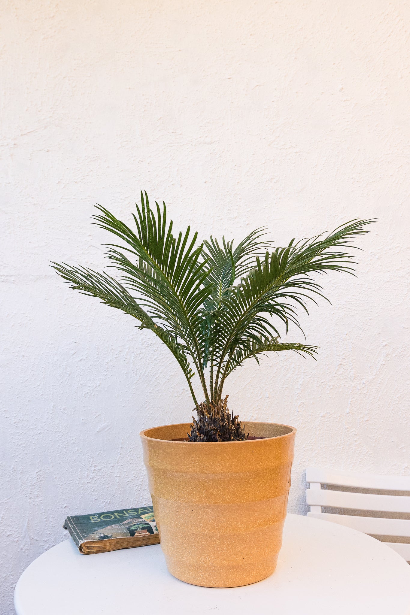 Cyca Revoluta - Imagen 2
