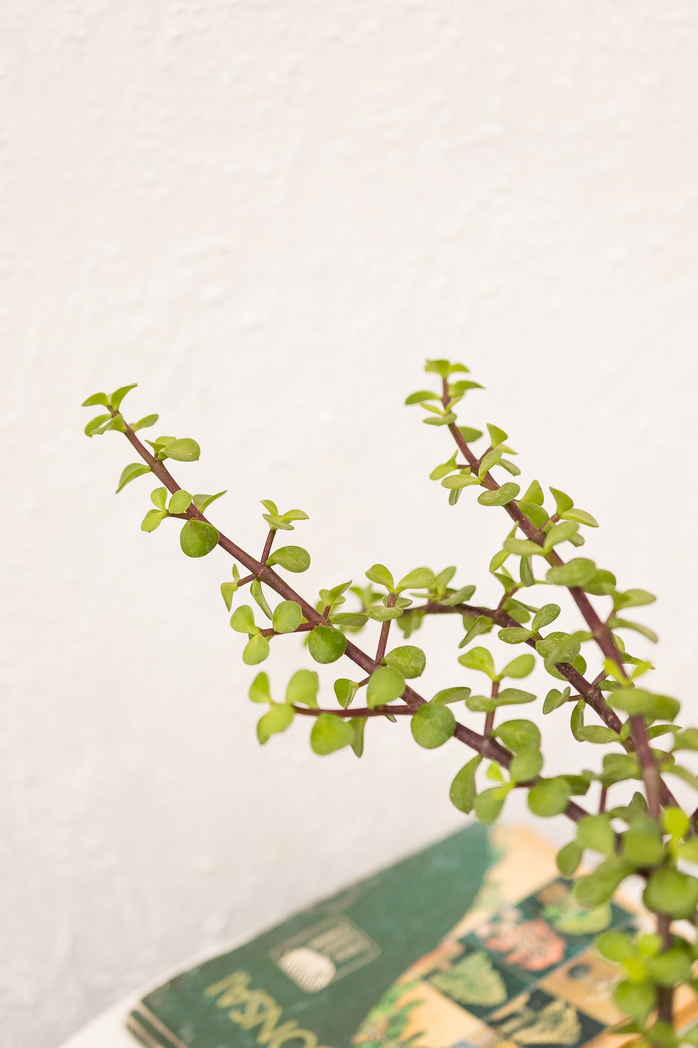 Árbol de Jade - Imagen 4