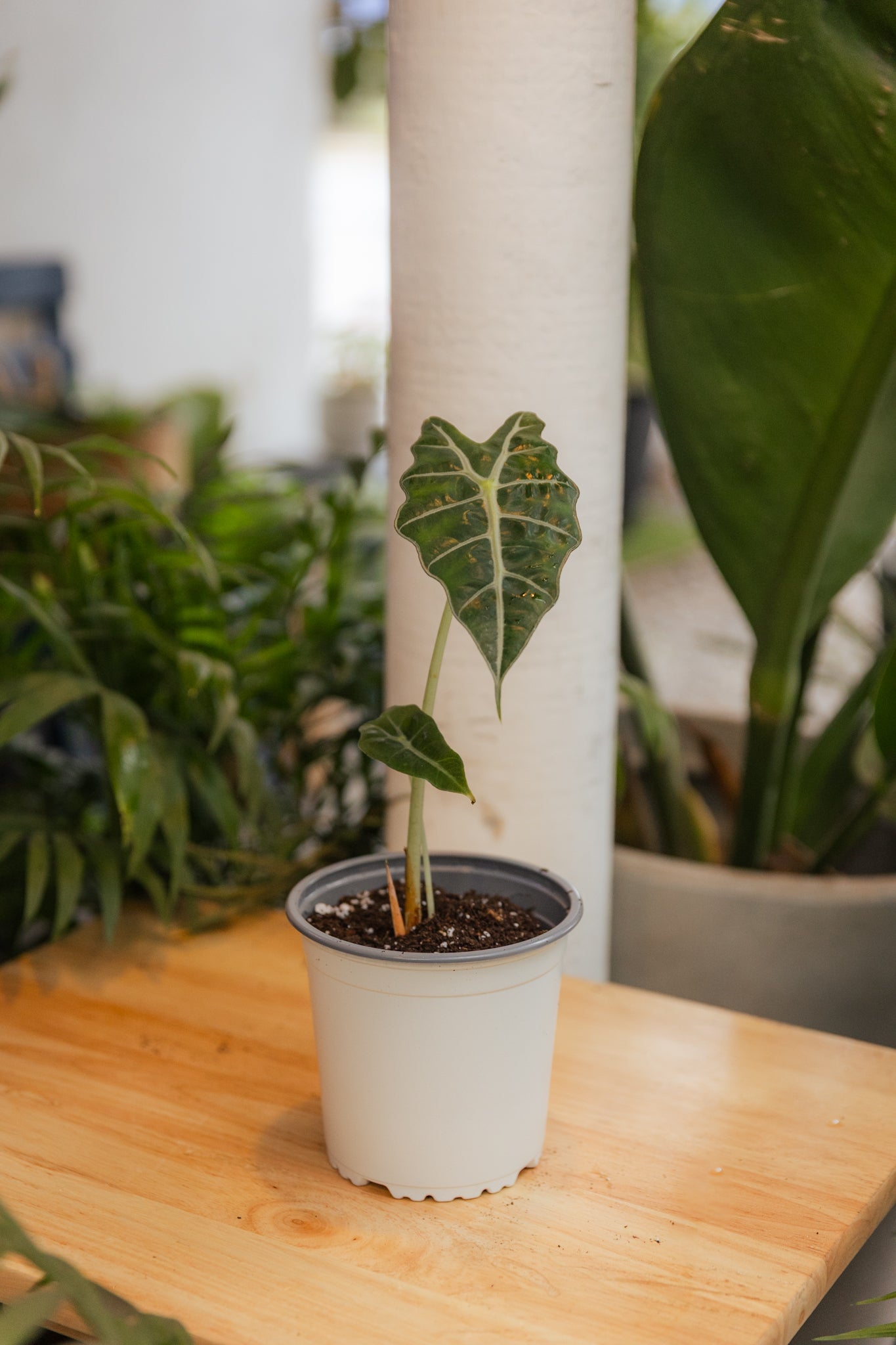 Alocasia Amazonica - Imagen 2