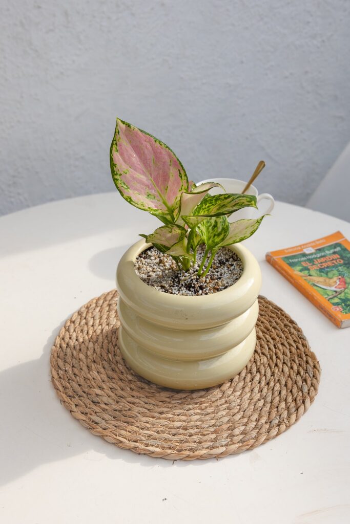 Aglaonema Lady Valentine