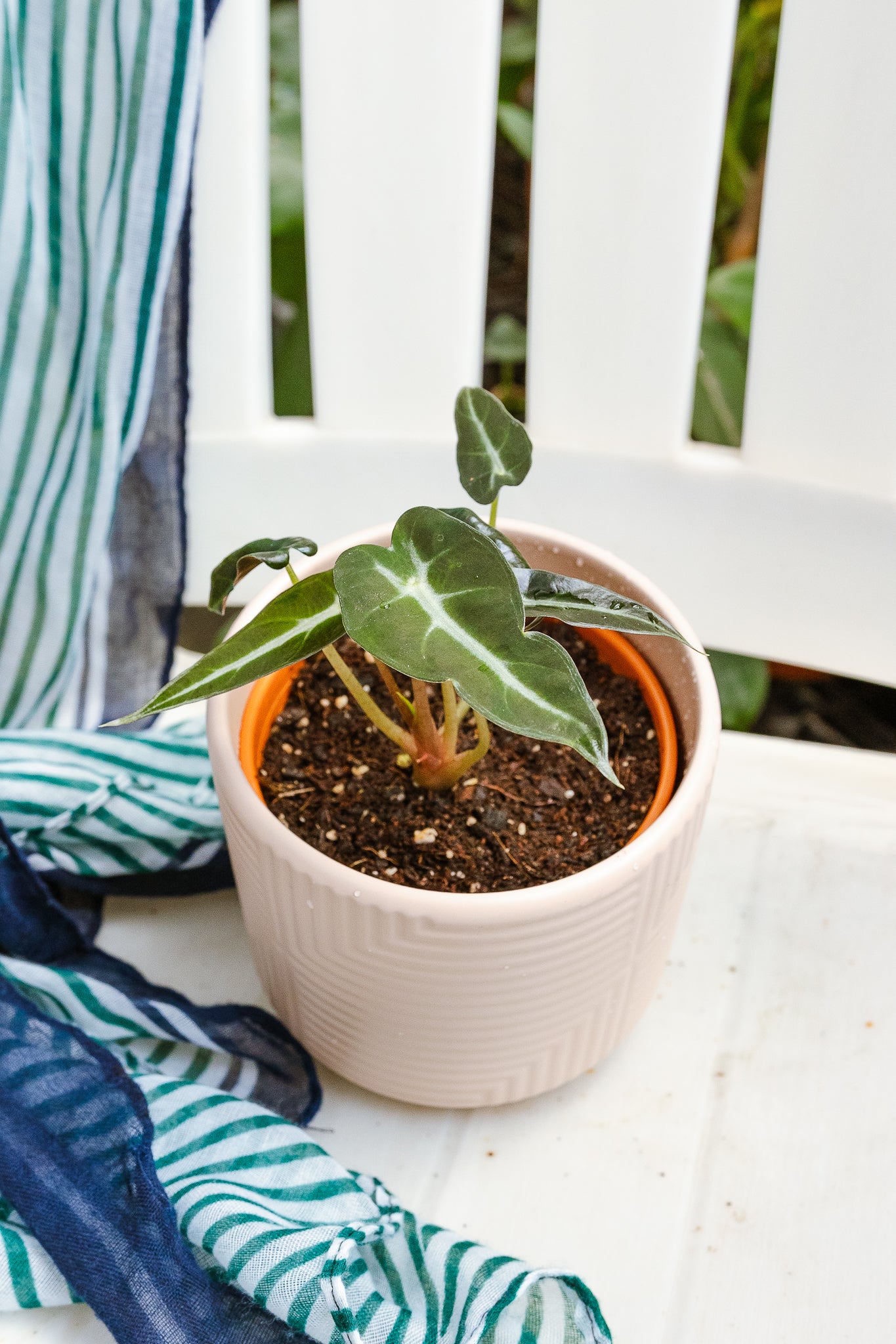 Alocasia Sanderiana - Imagen 2