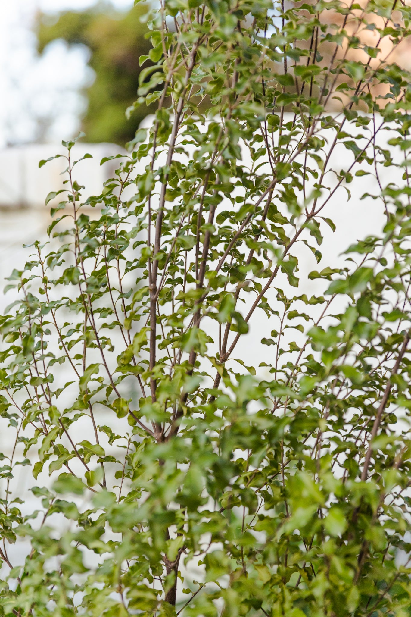 Arbol Nigricans - Imagen 3