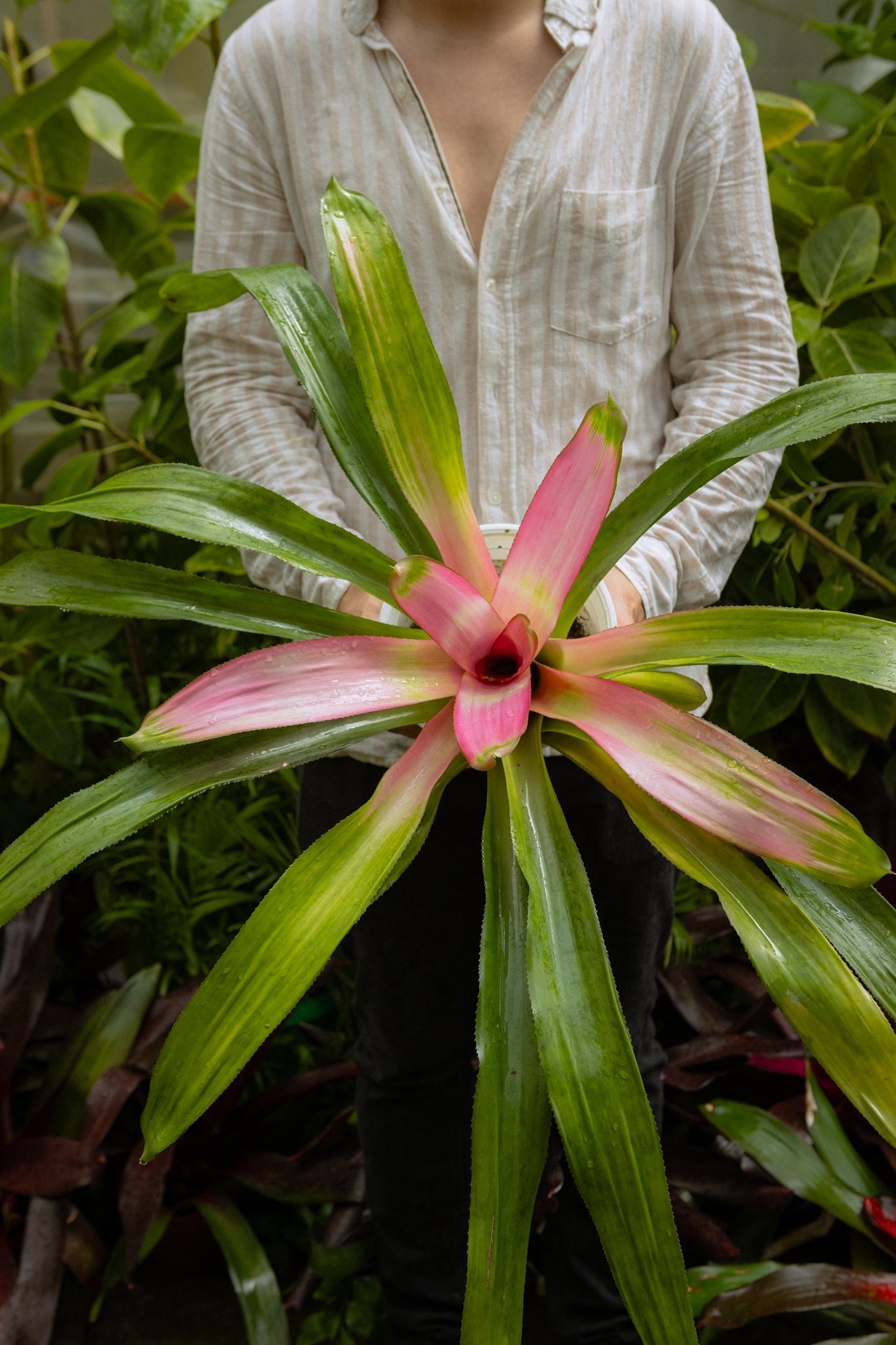 Bromelia - Imagen 15