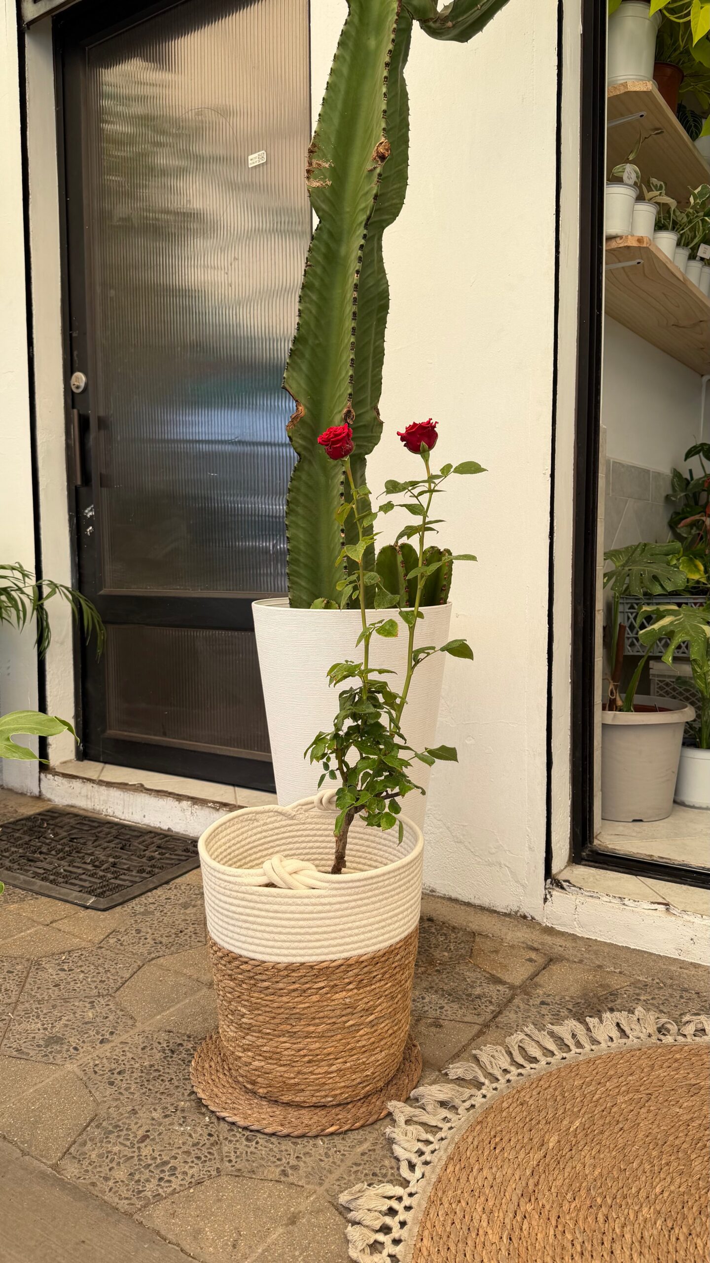 Rosa - Imagen 3