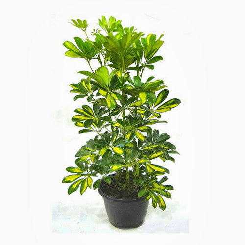 Schefflera - Imagen 3