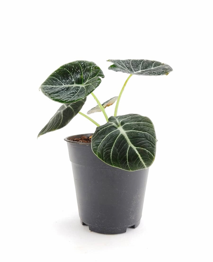 Alocasia Black Velvet - Imagen 2
