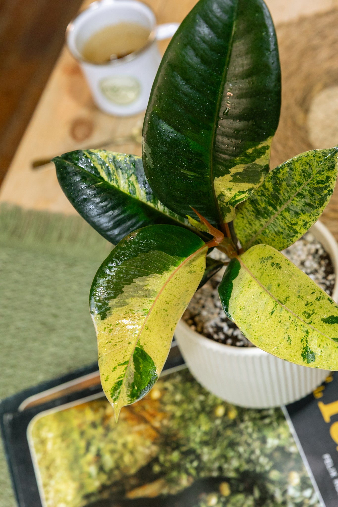 Ficus Shivereano - Imagen 5