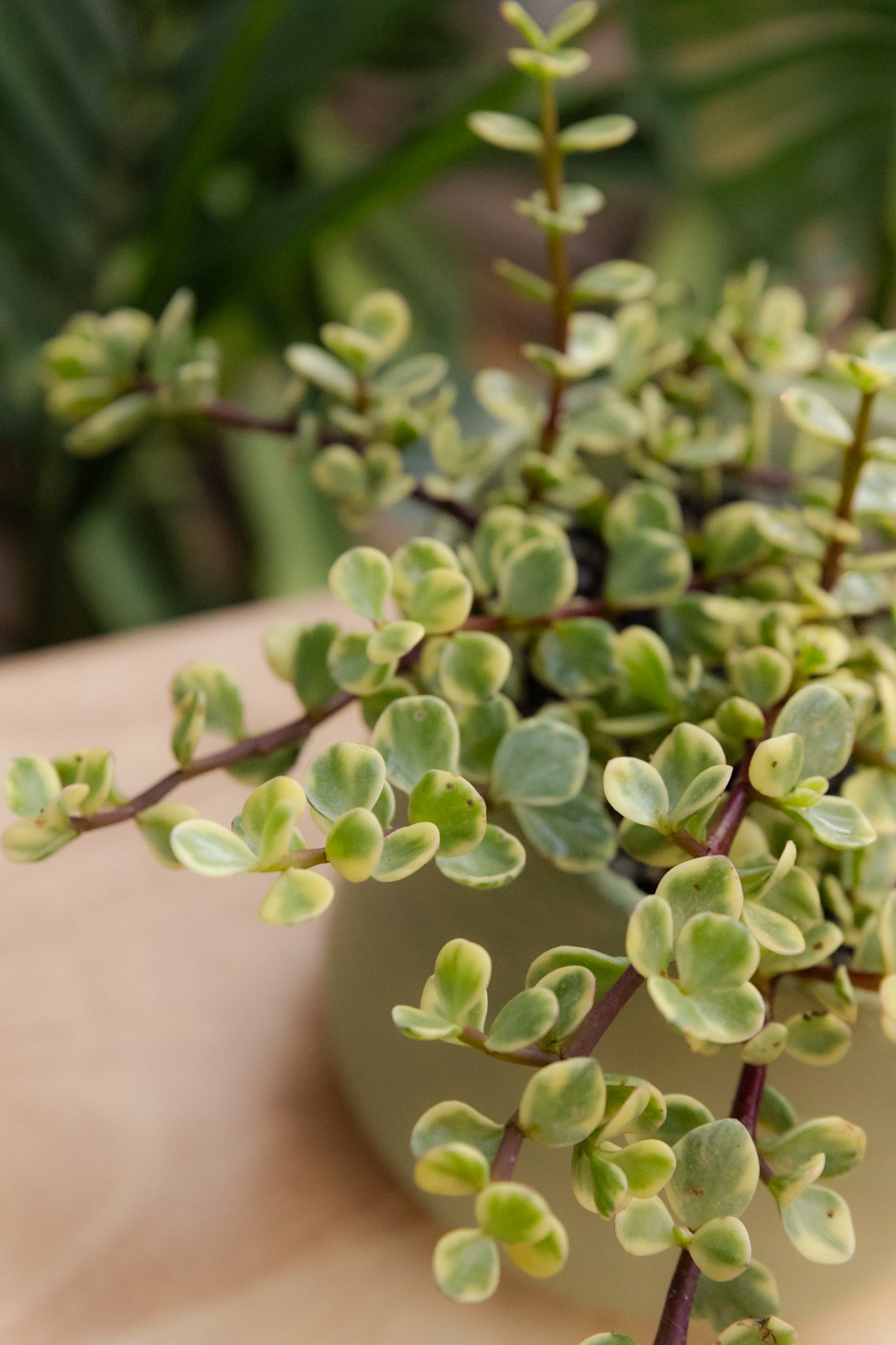 Jade Variegado - Imagen 2