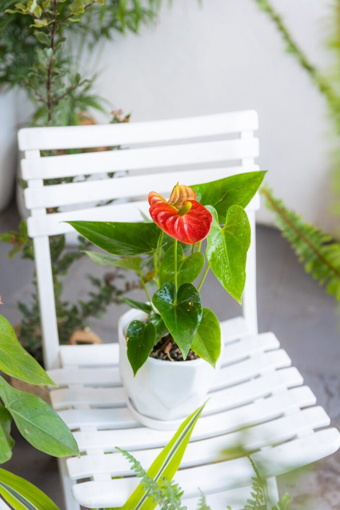 Anturio con flor (Anthurium Andreanum)