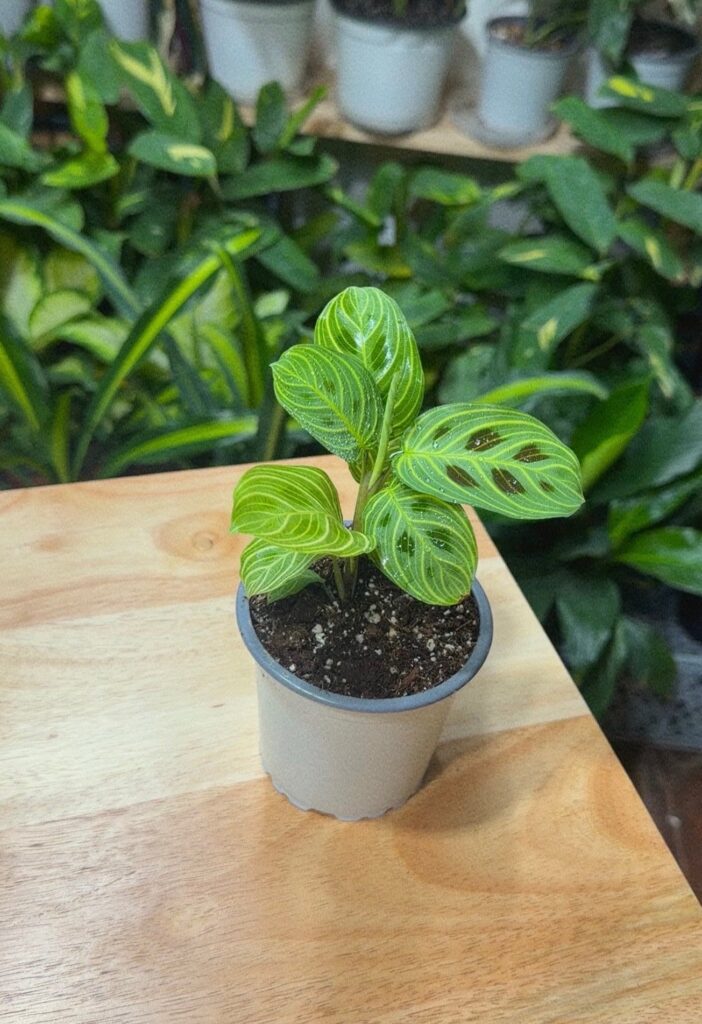 Maranta Light Veins