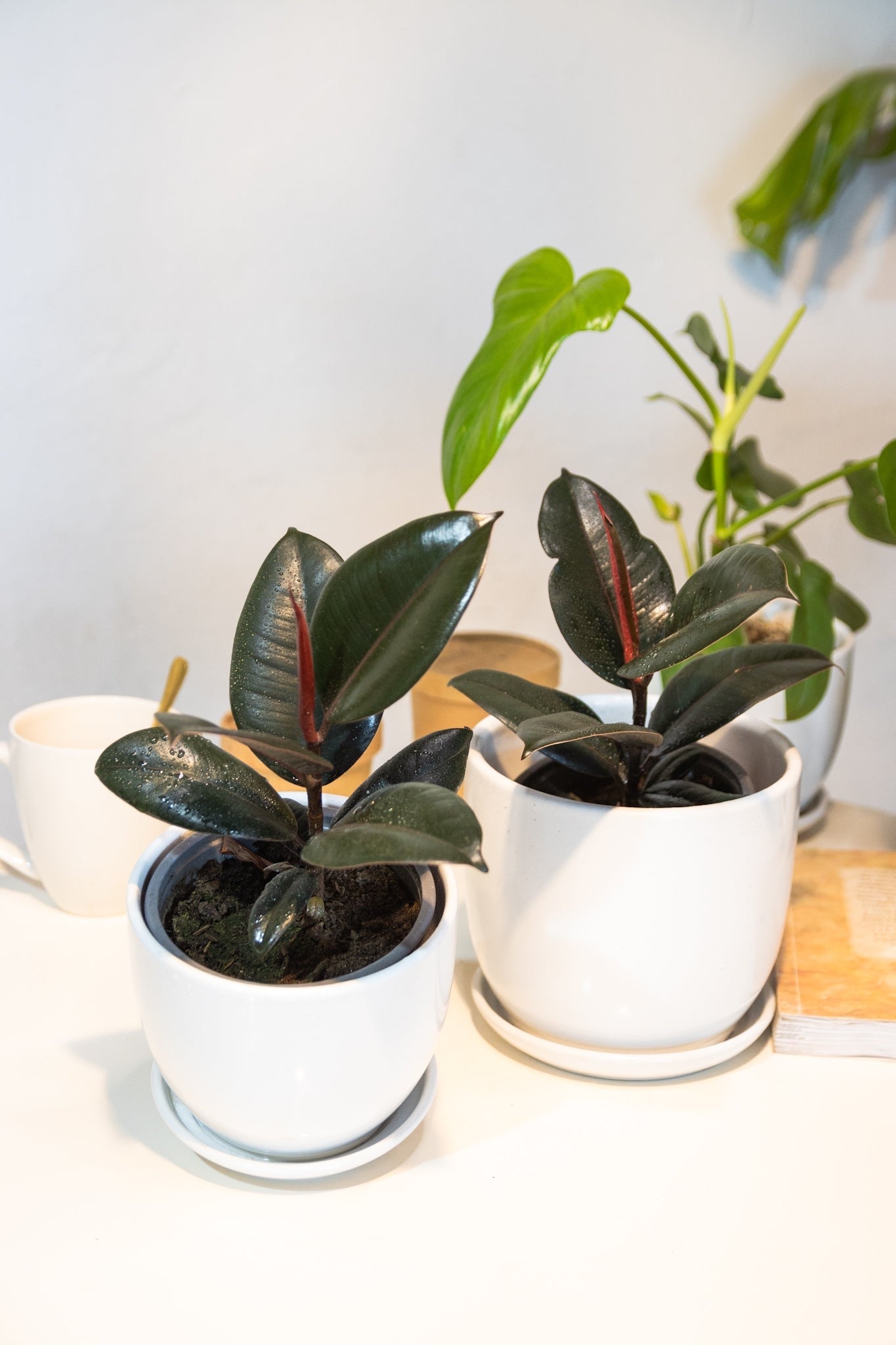 Ficus Burgundy Gomero - Imagen 6