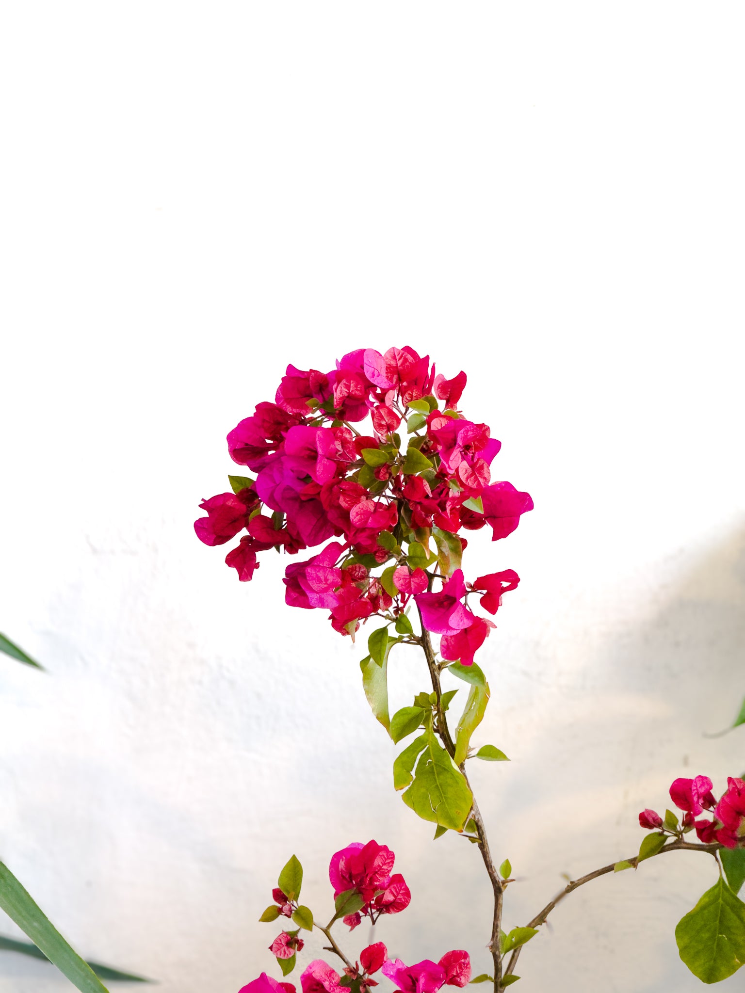 Bugambilia - Imagen 4
