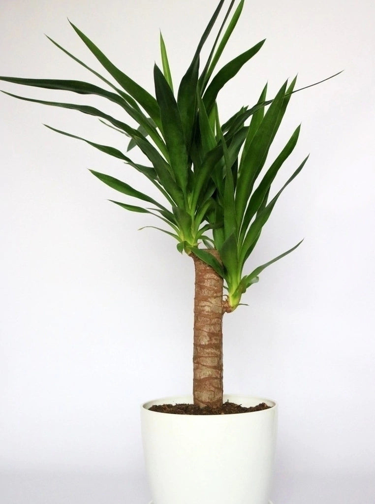 Yuca - Imagen 8