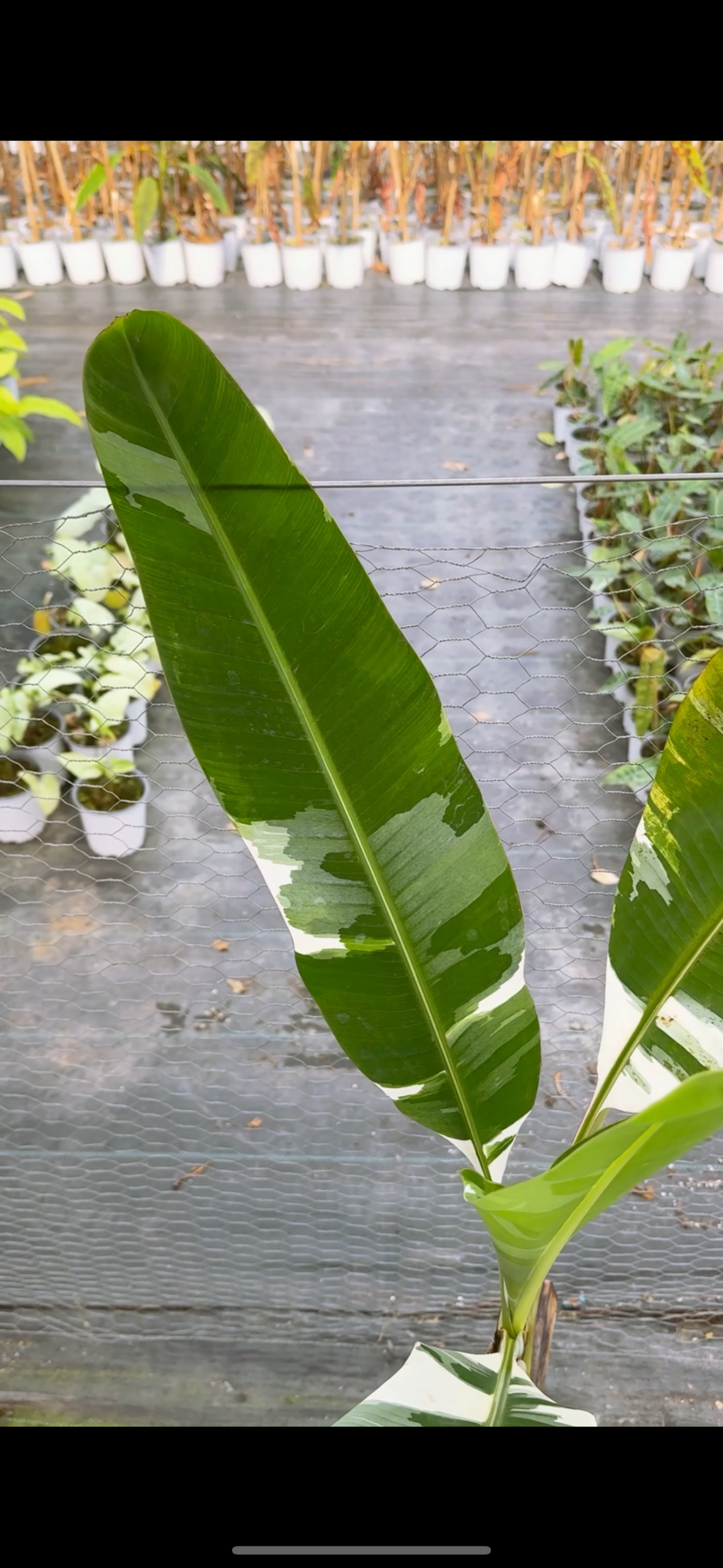 Banano Musa Variegado XL - Imagen 4