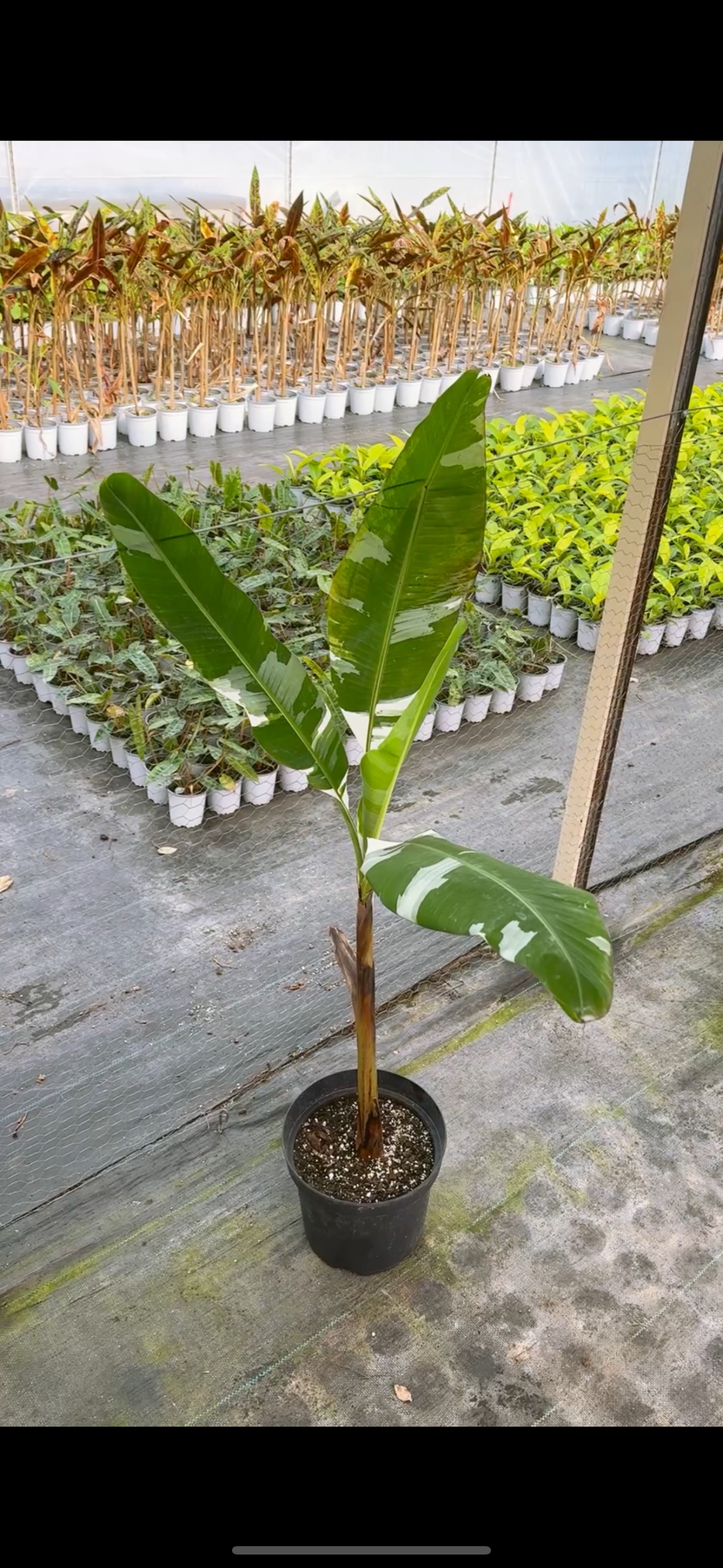 Banano Musa Variegado XL - Imagen 5