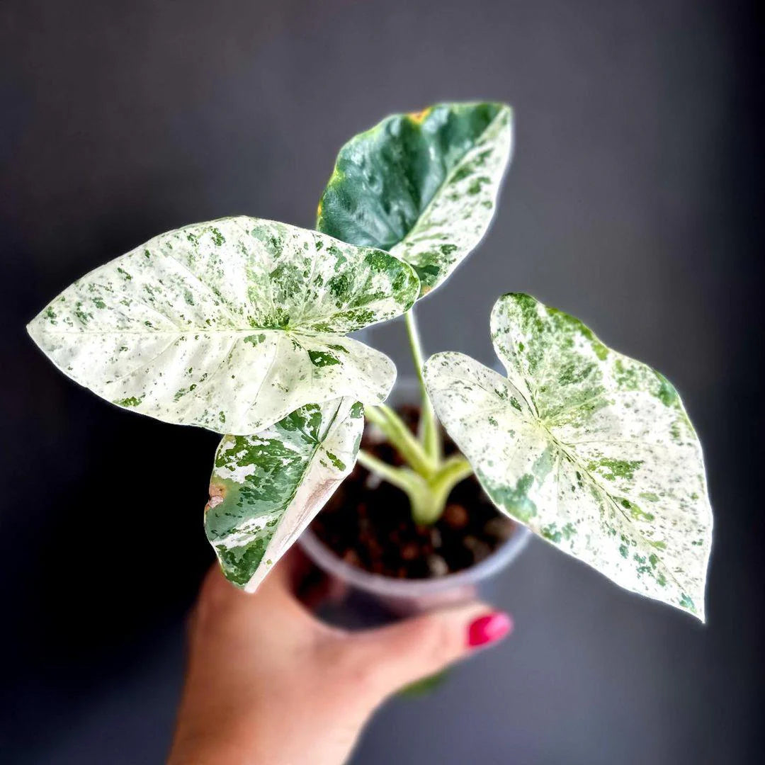 Alocasia Batik