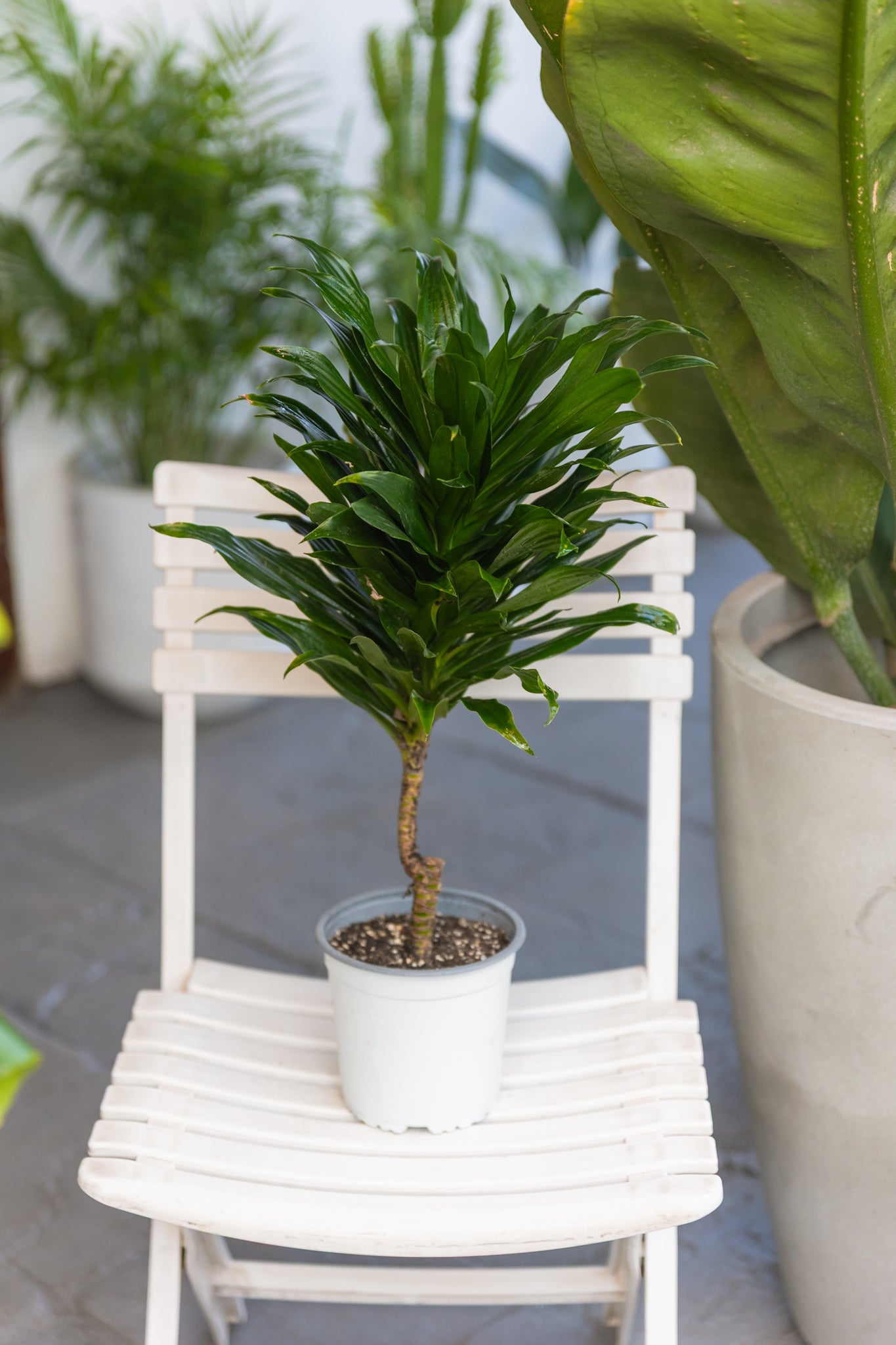 Dracena Compacta Janet Craig - Imagen 2