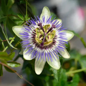 Pasiflora Enredadera - Imagen 3