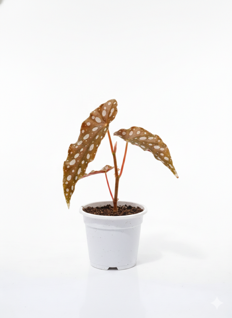 Begonia Maculata