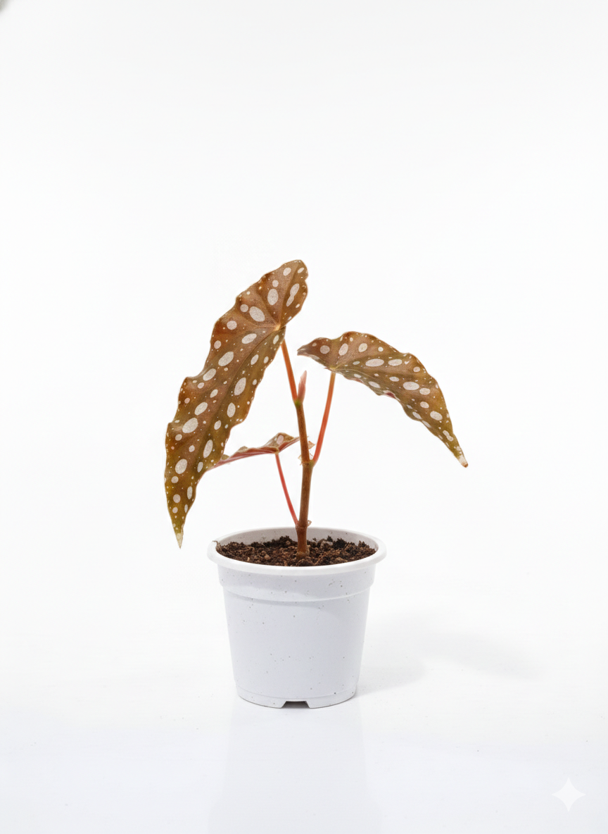 Begonia Maculata