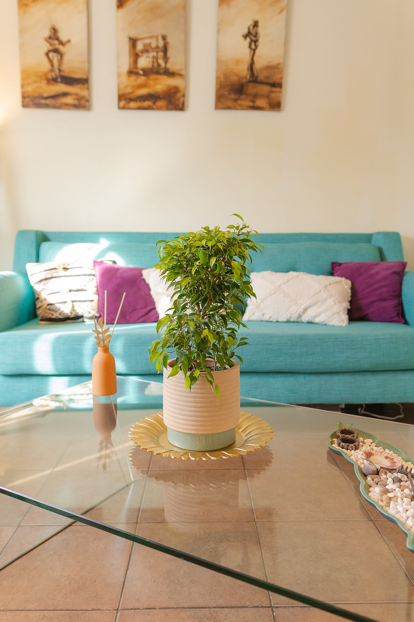 Ficus Bonsai - Imagen 2