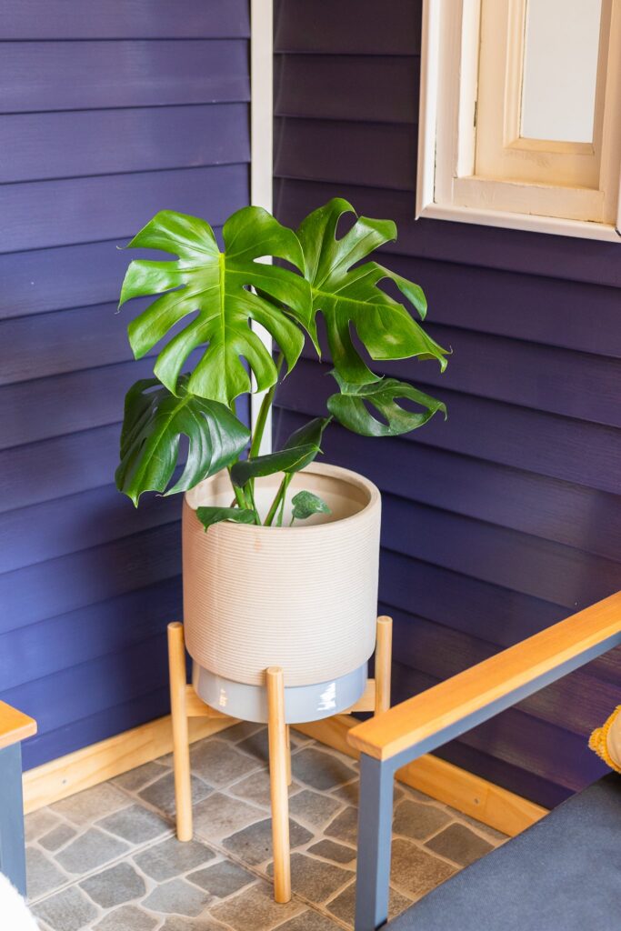 Monstera Deliciosa