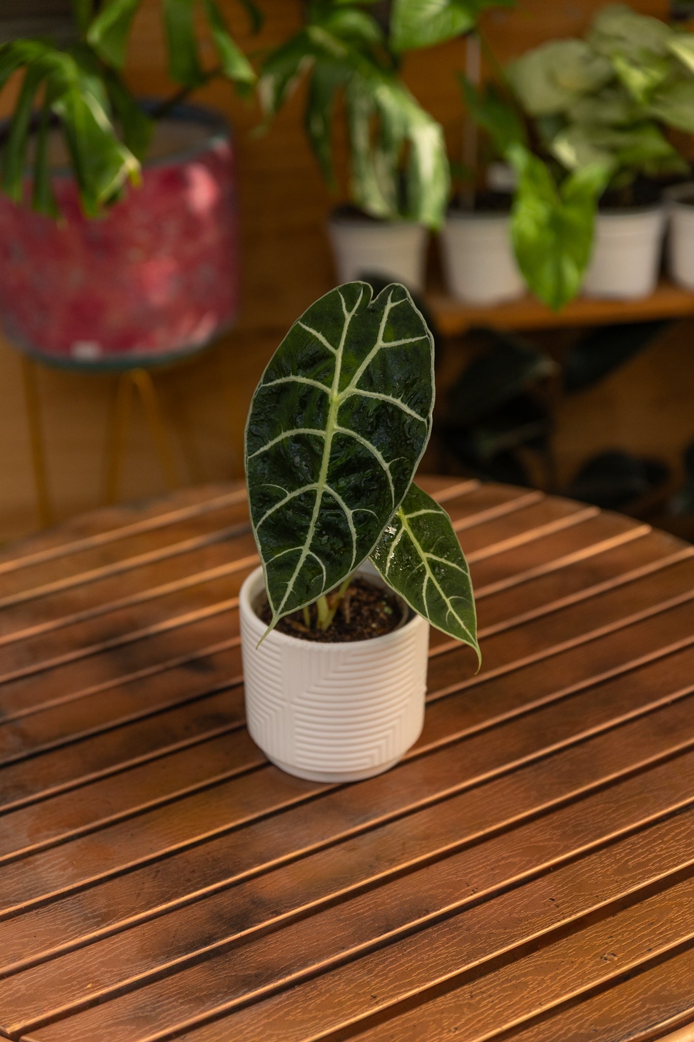 Alocasia Watsoniana - Imagen 2