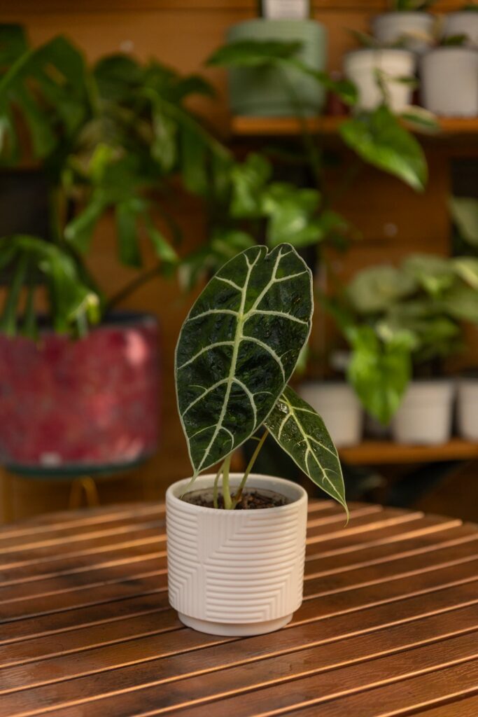 Alocasia Watsoniana