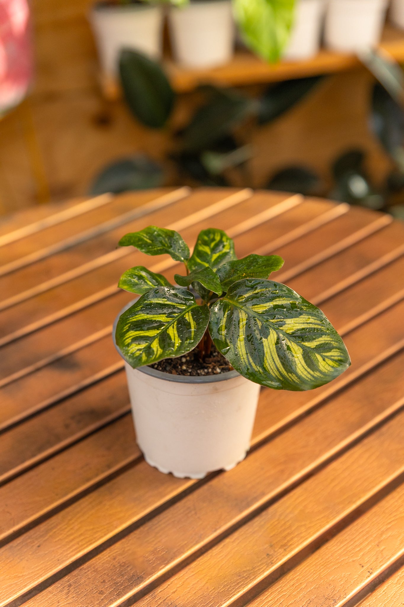 Calathea Makoyana - Imagen 2