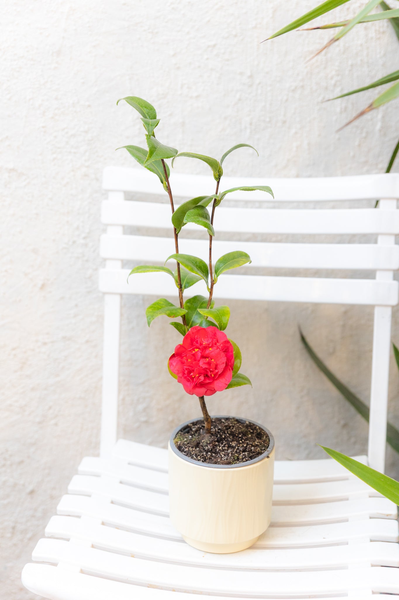 Camelia - Imagen 3