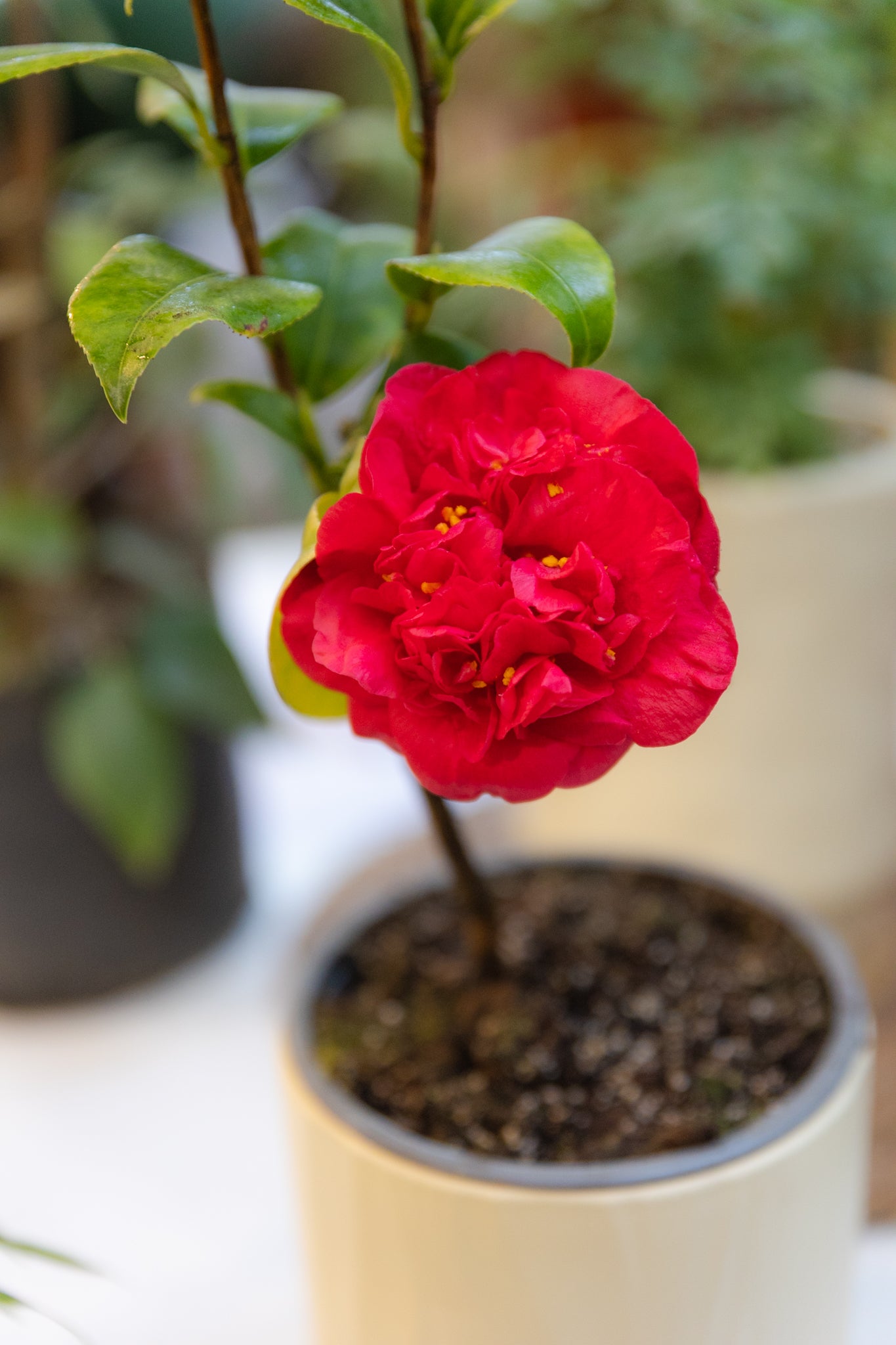 Camelia - Imagen 4