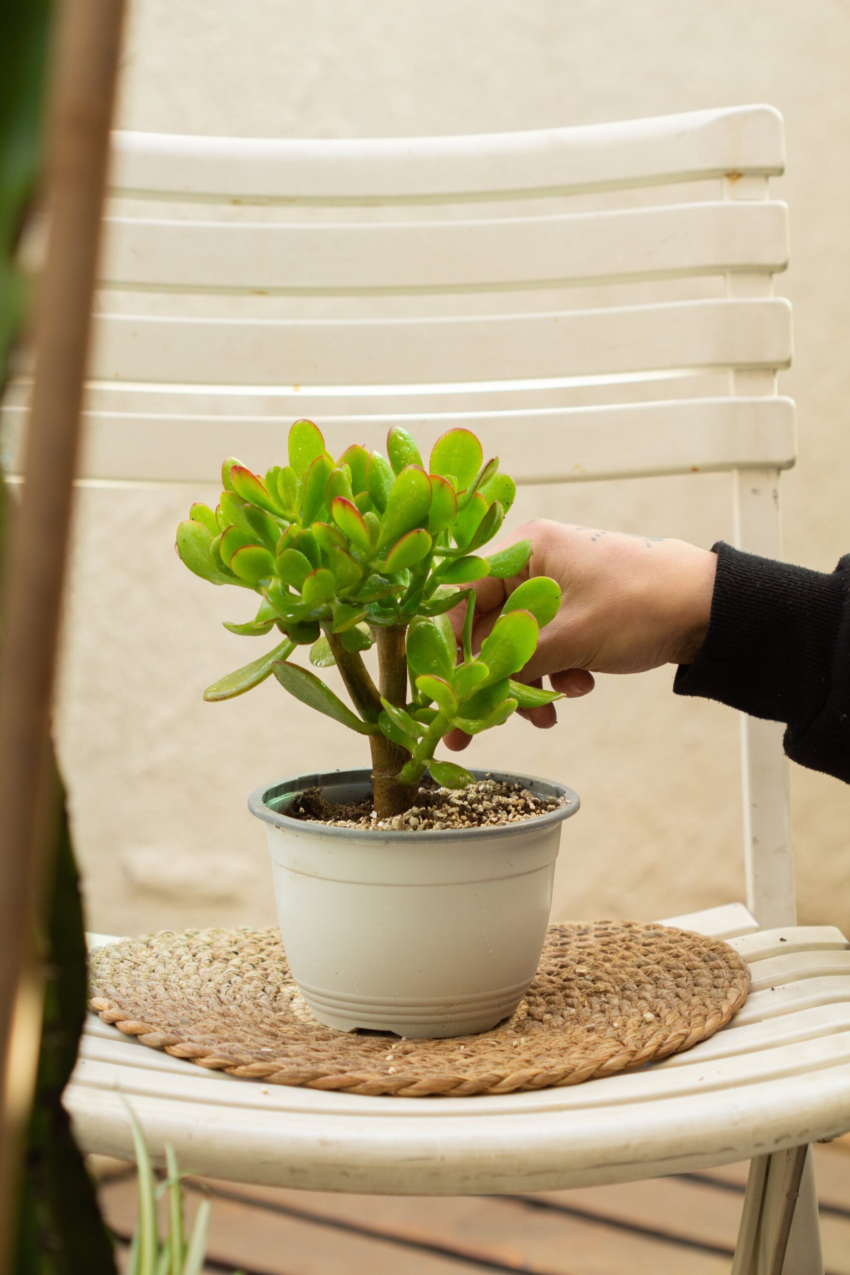 Jade (Crassula Ovata) - Imagen 3