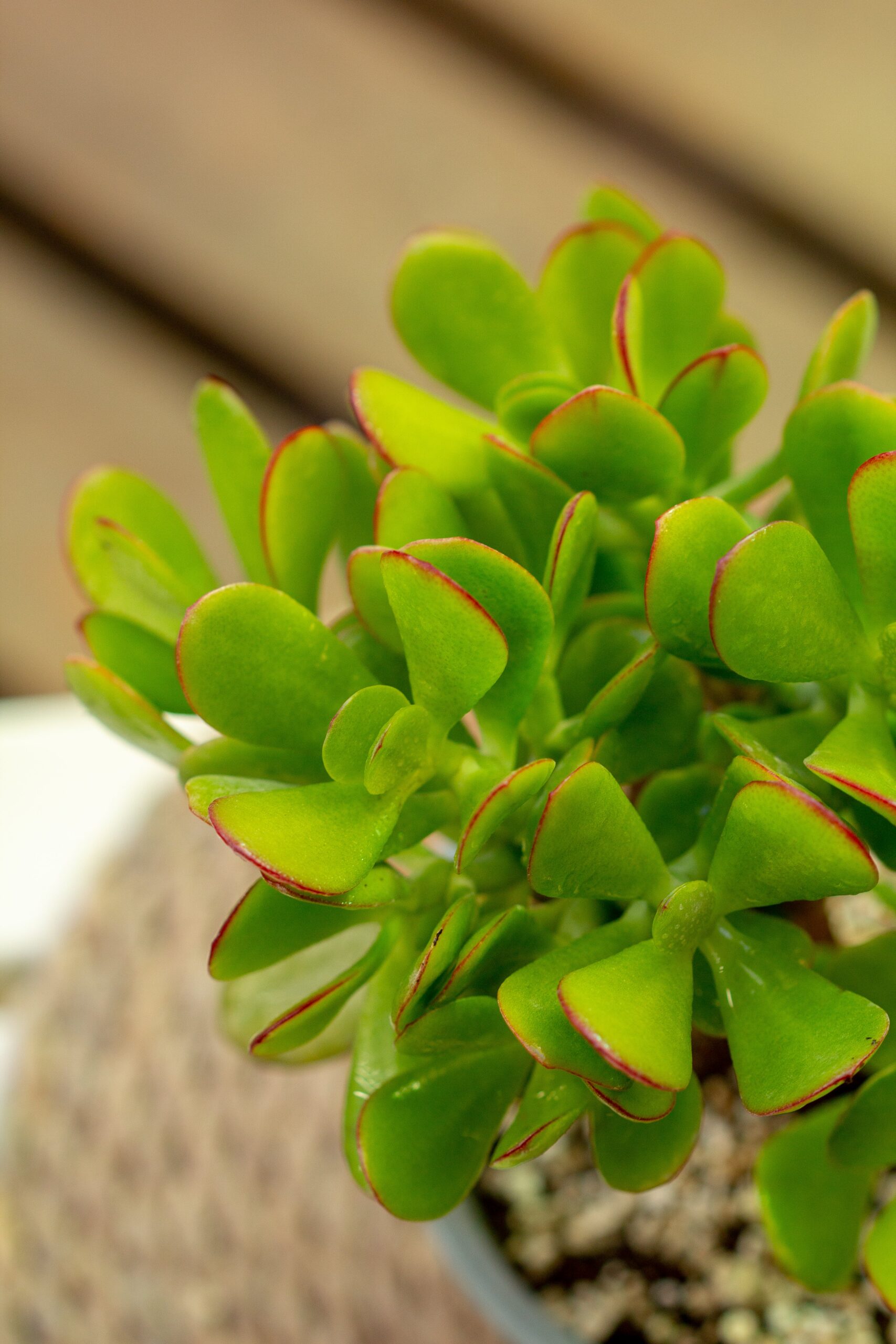 Jade (Crassula Ovata) - Imagen 4