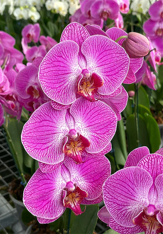Orquídea - Imagen 6