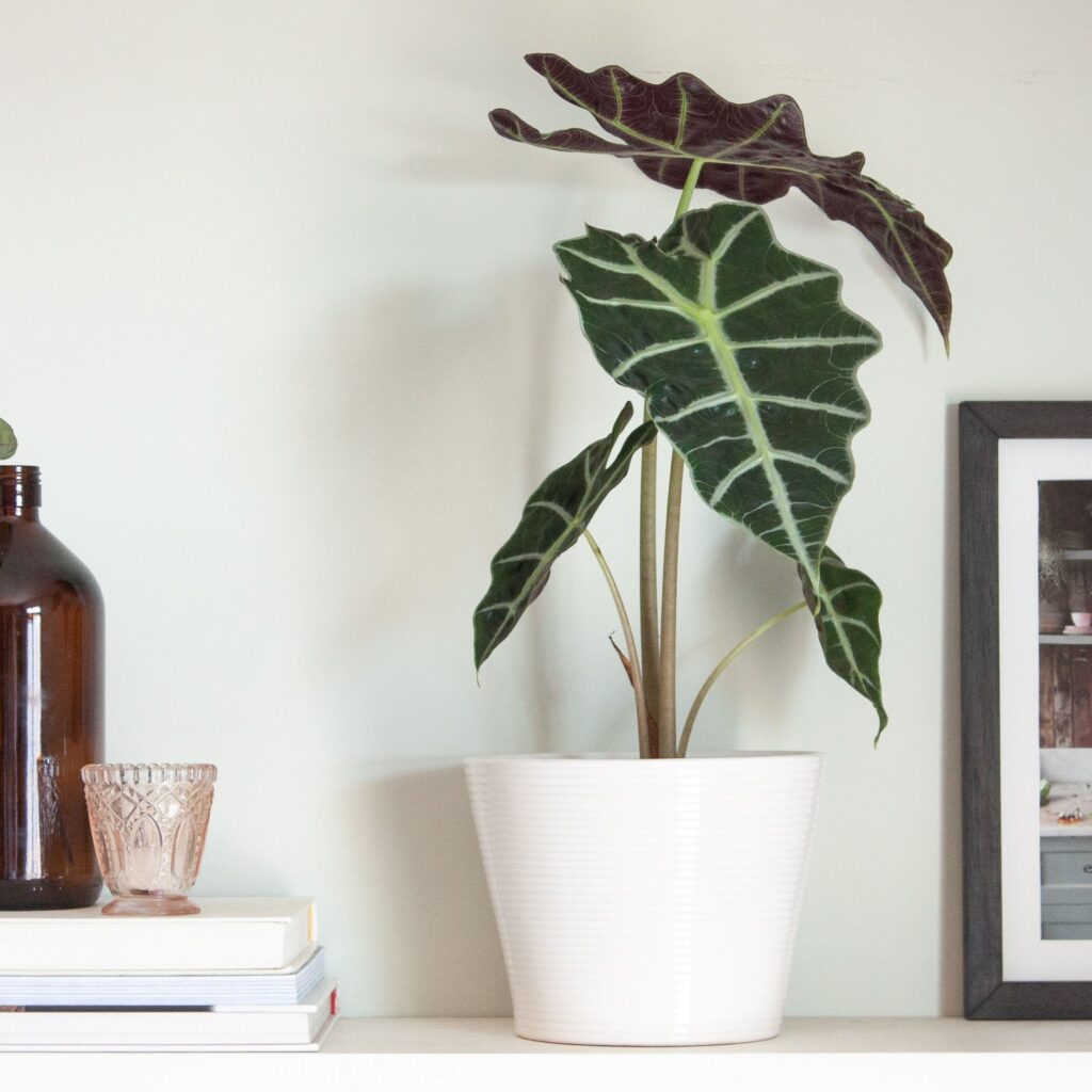 Alocasia Amazonica