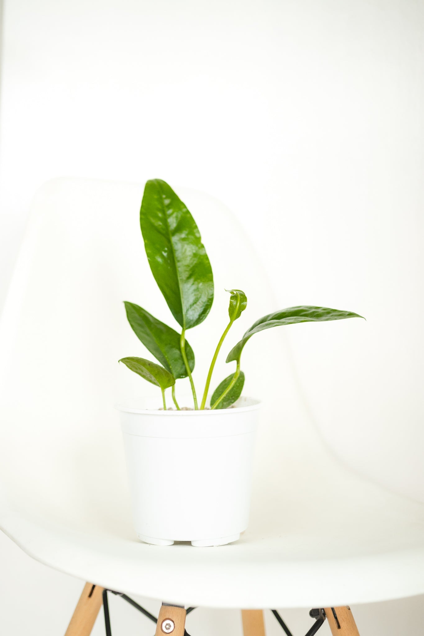 Anturio Gigante Coriaceum - Imagen 4
