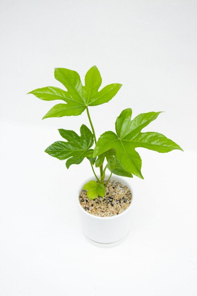 Aralia Japonica