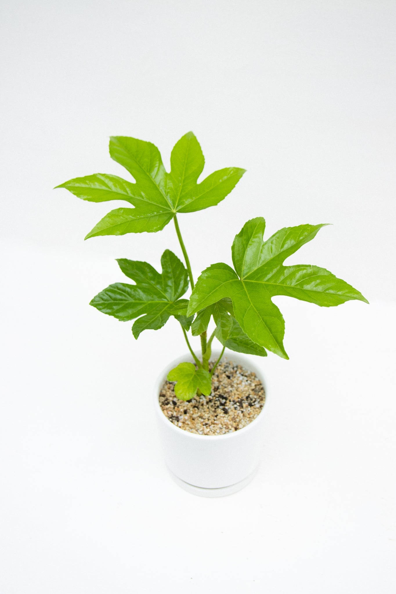Aralia Japonica